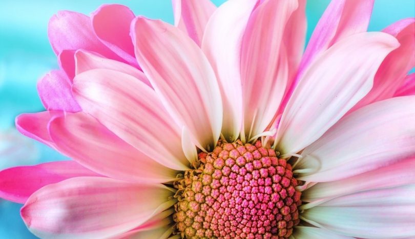 Die Wirkung von Musik auf Blumen
